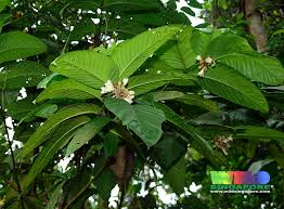 Image result for Faurea racemosa