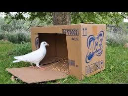 How To Catch Birds Using A Cardboard Survival Easy Build Bird Trap Pigeons Trap Youtube Bird Trap Survival Easy Build