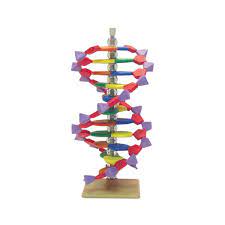 minidna 12 layer molecular model biology supplies biology teaching supplies genetics products dna models dna model project dna model teaching supplies