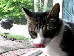 In this asmr video you'll be hearing, intense mouth sounds, eating sounds, lip smacking, soft speaking, heavy breathing, tapping, crinkling, drinking and wrapper sounds! Cat Licking Chops After Breakfast Youtube