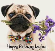 Birthday Greeting Alles Gute Zum Geburtstag Fotos Humor Geburtstag Happy Birthday Hund