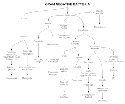 Gram Neg Flow Chart Microbiology Medical Laboratory