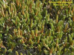 Image result for Gymnosporia arenicola