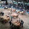 Imagen de la noticia para Recinto Ferial Asturias de La Nueva España