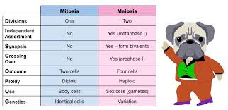 Meiosis Vs Mitosis Bioninja