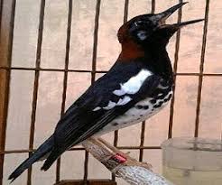 Jenis anis ini lebih besar dibandingkan dengan anise kembang. Berbagai Macam Jenis Burung Anis Punglor Anis Merah Kembang Dll Lengkap Dengan Gambar