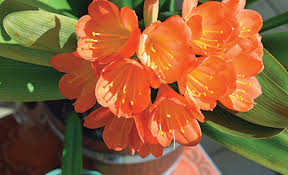 Image result for clivia