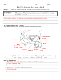 Like women, men have a complex system of sexual organs. Day 1 Male Anatomy Answer Sheet