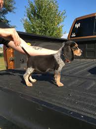 Black And Tan Coonhound Corgi Mix Bf1b11aee735ab1161c692061a1b74da Jpg 1 000 1 334 Pixels Beagle Beagle Puppy Coonhound Puppy Cute Beagles