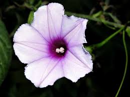 Image result for Ipomoea Lavender