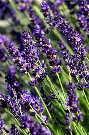 Is All Lavender Edible My Blog Lavender Plant Plants Fragrant Flowers
