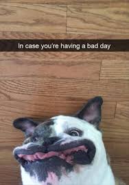 Funny Animal Pictures Of The Day 29 Pics Cute Funny Animals Funny Animal Memes Funny Animals