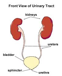 These components together carry out the urinary system's function of regulating the volume and composition of body fluids, removing waste products from the blood, and expelling the waste and excess water from the body in the form of urine. Urinary System Anatomy Children S Wisconsin
