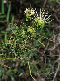 Image result for Maerua