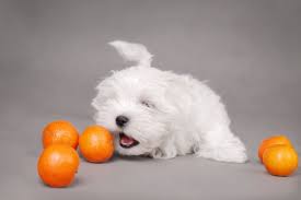 Eating oranges can also cause depression and no, cats cannot eat lemons too! Can Dogs Eat Oranges