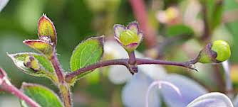 Image result for Rotheca teaguei