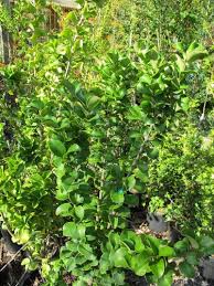 Image result for Lythrum rotundifolium