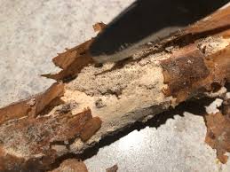 Image result for site:byggahus.se insektsangrepp