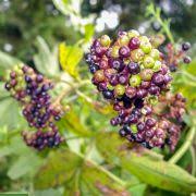 Image result for Dipsacus pinnatifidus