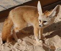 Dogs for sale puppies for sale dog breeders dog wanted dog rescue missing dogs stud dogs advertise / place ad pet scam alerts previous puppies for sale. Fennec Fox For Sale
