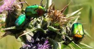 Image result