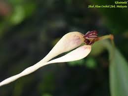 Image result for Streptopetalum