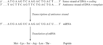Genes are transcribed in order to produce proteins. Transcription And Translation Mcgraw Hill Education Access Engineering