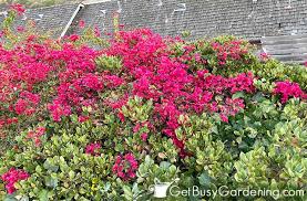Nov 11, 2020 · bougainvillea vines (bougainvillea spp.) grow rapidly and add vibrantly colored flowers that vary from single to double blooms, depending in variety. Bougainvillea Care Instructions Complete Growing Guide