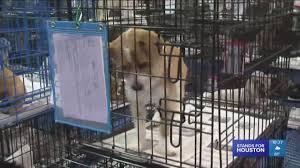 We did not find results for: Hundreds Of Animals Spayed And Neutered For Free In Jacinto City Khou Com