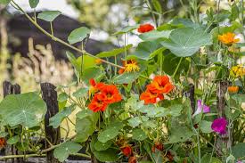 We did not find results for: Nasturtium An Edible Flower With A Bite Mother Earth News