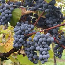 Image result for Vitis