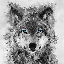 We offer an extraordinary number of hd images that will instantly freshen up your smartphone or computer. Wolf Wallpaper Apps Bei Google Play