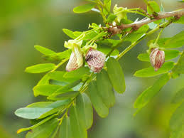 Image result for Ormocarpum