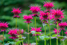How To Plant And Grow Bee Balm Gardener S Path