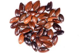 Image result for Mimusops elengi