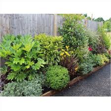 We did not find results for: Small Evergreen Perennials Uk Garden Design Ideas Clever Low Maintenance Border Shrubs Low Maintenance Garden Design Shrubs For Borders Low Maintenance Garden
