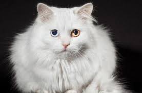 Kucing yang memiliki dua warna berbeda pada sepasang matanya. Mengapa Kucing Dilahirkan Dengan Mata Yang Berbeza
