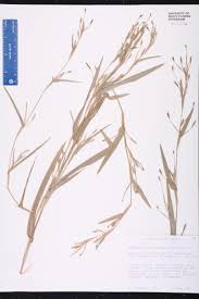 Image result for Hackelochloa granularis