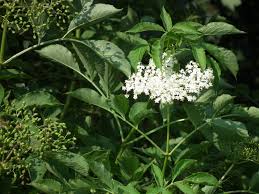 The umbrellas of dense, tiny white flowers send out an alluring sweet smell that can be captured in drinks such as cordial and champagne. Dried Elder Flower 50g Totally Wild Uk