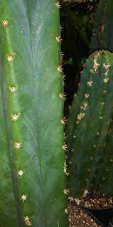 Последние твиты от san pedro cactus (@snpedrocactus). Is This An Active Non Pc San Pedro The Ethnobotanical Garden Shroomery Message Board