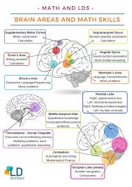 Diagram Of Brain Areas Math Skills Math Activities Preschool Expressive Language Intervention