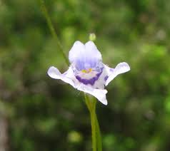 Image result for Lindernia monroi