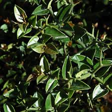 Image result for Carissa bispinosa