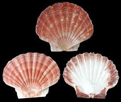 Irish Flat Scallops Sea Shells Sea Glass Shell Scallop Shells