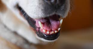 However, some cats are adept at scooping up biscuits and swallowing. How Much Does Dog Teeth Cleaning Cost Top Ways To Save Pawlicy Advisor Pawlicy Advisor