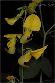Image result for Crotalaria laburnifolia