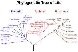 Phylogenetic Tree Or Evolutionary Tree Is A Branching