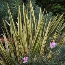 Phormium Apricot Queen 1 5w X 1 2h New Zealand Flax Small Gardens Evergreen Plants