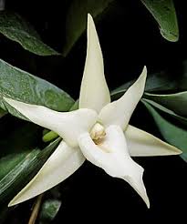 Image result for Angraecum chamaeanthus