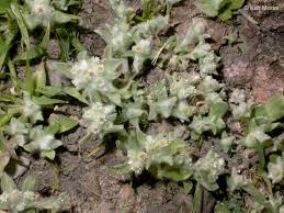 Image result for Gnaphalium